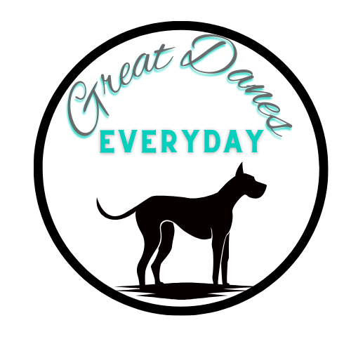 Everyday Great Danes